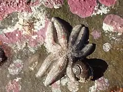 Allostichaster polyplax