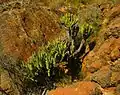 Kumara dans son habitat naturel des pentes escarpées d'Afrique du Sud