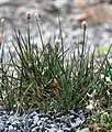 Hierochloe alpina près de Longyarbyen (Spitzberg)