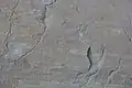 Gravure dans son état naturel, sans peinture. Ici on devine, au centre de l'image, un Rangifer tarandus.