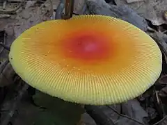 Cuticule bicolore et marge pectinée(Amanita jacksonii)
