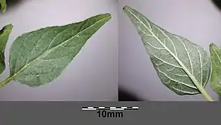 Feuille.