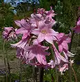 Hampe florale