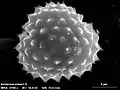 Grain de pollen au microscope électronique à balayage.
