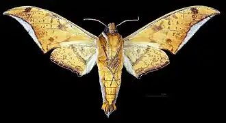 Ambulyx sericeipennis joiceyi mâle, revers