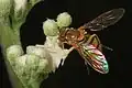 Une Phymata saisissant une Syrphe, Virginie (États-Unis).