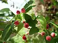 Fruits de Amelanchier laevis.