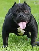 American Bully standard