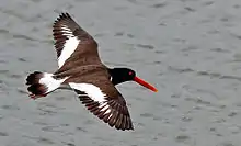Huîtrier d'Amérique (Haematopus palliatus)