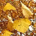 Feuilles d'automne.