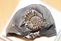 Ammonite pyriteuse.