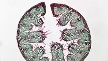 Coupe transversale d'une feuille d'oyat enroulée (coloration carmin vert d'iode)