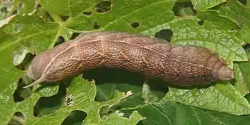 La chenille