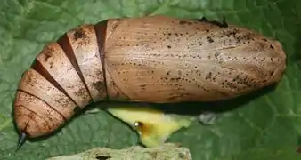 La chrysalide