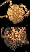 Amphilimna cribriformis.