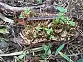 Plantule germant sur un fruit ouvert d’Amphilophium crucigerum.