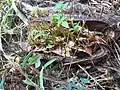 Plantule germant sur un fruit ouvert d’Amphilophium crucigerum.