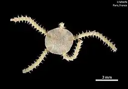 Amphioplus spinosus