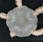 Amphioplus verrilli