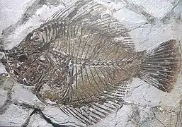 Fossile d'Amphistium paradoxum (Lutétien), soit environ 45 Ma.