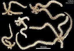Amphiura commutata