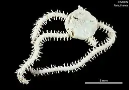 Amphiura delamarei