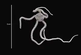 Amphiura microplax