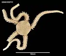 Amphiura monorima