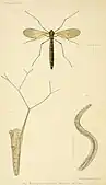 Arachnocampa Luminosa (imago, nymphe et larves)