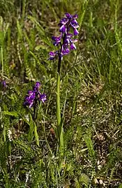 Orchis bouffon - (Fronton) Haute-Garonne
