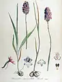 Flora Batava 1872