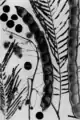 Détail des feuilles et graines
