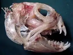 Loup de mer Poisson
