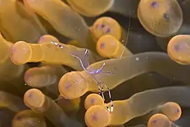 Ancylomenes longicarpus.