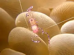 Ancylomenes tosaensis.