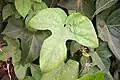 Feuille trilobée.