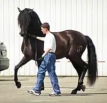 Un cheval brun foncé tenu en main par un jeune homme