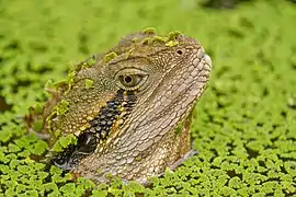 Un dragon d'eau australien (Intellagama lesueurii) émergeant des eaux d'un étang du City Botanic Gardens à Brisbane en Australie.