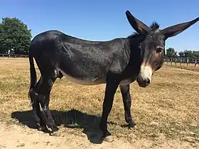 Âne grand noir du Berry au Pôle du Cheval et de l'Âne de La Celle-Condé