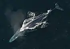 Baleine bleue