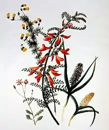 Sutherlandia frutescens, deux espèces de Wurmbea, Hermannia pinnata et un petit Senecio, v. 1800, crayon et aquarelle d'Anna Maria Truter (1777-1857)