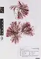 Anotrichium crinitum, planche d’herbier
