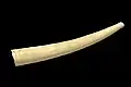 Antalis vulgaris (dentale)
