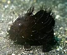 Antennarius striatus