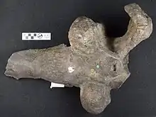 Anteosaurus magnificus (holotype BMNH R3595), un toit crânien préservant une partie du museau en vue dorsale. Chez ce spécimen les bosses postfrontales sont particulièrement massives. Ce crane fut découvert à Tamboerfontein près de Beaufort West dans la province du Cap-Occidental.