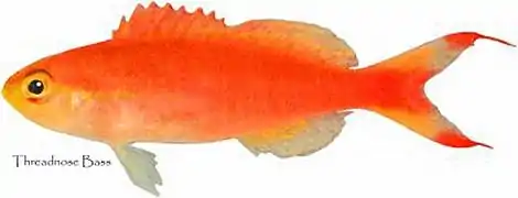 Anthias tenuis