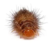 Larve d’Anthrenus verbasci (longueur : 4,6&nbsp;mm)