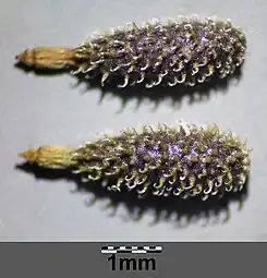 Fruits d'Anthrisque commun (Anthriscus caucalis).