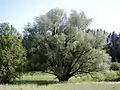Le saule remarquable de Ape