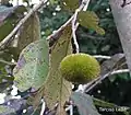 fruit d'Apeiba tibourbou